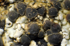 Trapeliopsis glaucopholis