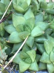 Haworthia