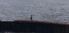 Phalacrocorax carbo