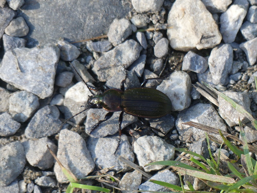 Feingestreifter Laufkäfer