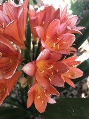 Clivia miniata miniata