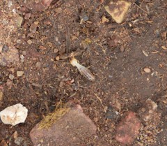 Termitinae