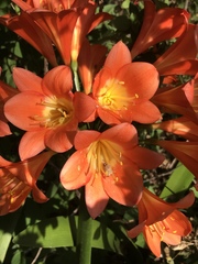 Clivia miniata miniata