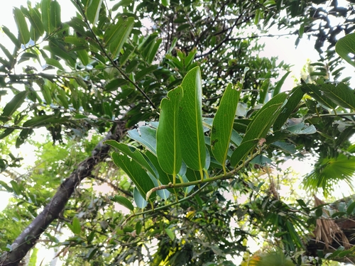 Gaub Tree (Diospyros malabarica)