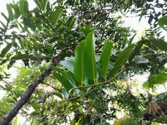 Diospyros malabarica