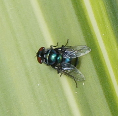 Chrysomya chloropyga