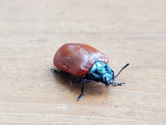 Chrysomela populi
