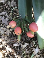 Clivia miniata miniata