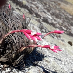 Tillandsia tenuifolia