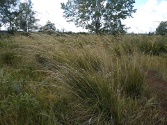Stipa splendens