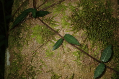Trachelospermum