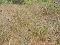 Juncus lesueurii