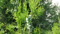 Platycladus orientalis