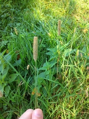 Phleum pratense