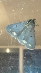 Rejectaria cocytalis