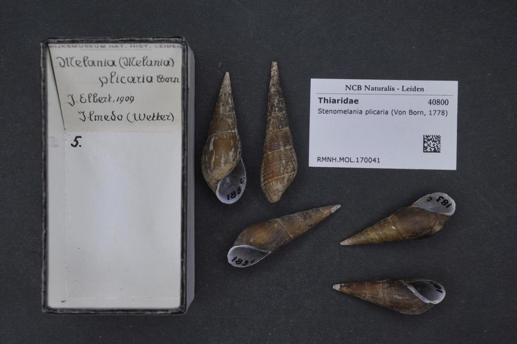 Stenomelania