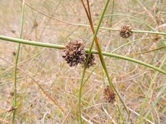 Juncus lesueurii