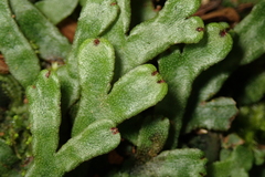 Marchantia emarginata