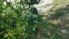 Platycladus orientalis
