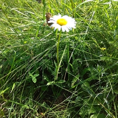 Leucanthemum vulgare