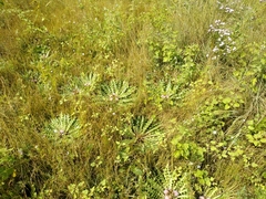 Cirsium acaule esculentum