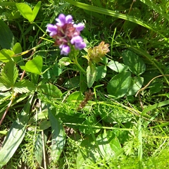 Prunella vulgaris