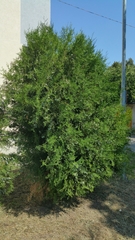 Platycladus orientalis