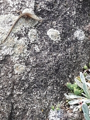Podarcis muralis maculiventris