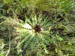 Cirsium acaule esculentum