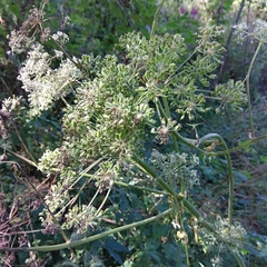 Angelica sylvestris