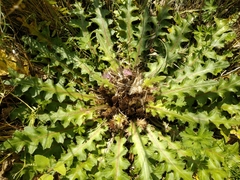 Cirsium acaule esculentum