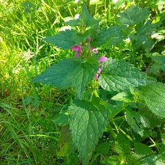 Lamium maculatum