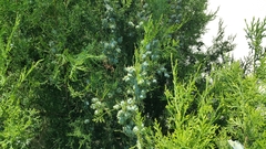 Platycladus orientalis