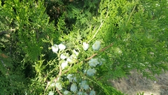 Platycladus orientalis