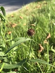 Centaurea × livonica