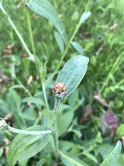 Centaurea × livonica