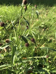 Centaurea × livonica