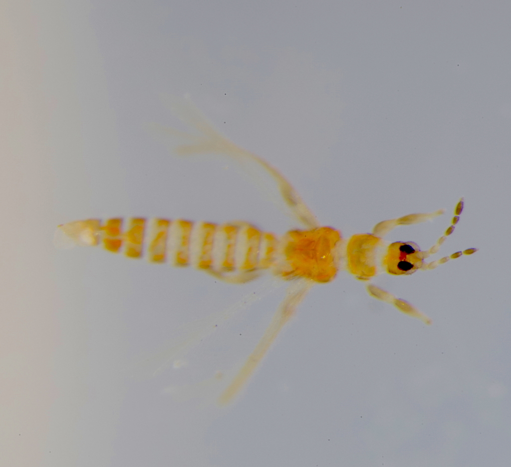 Thrips minutissimus