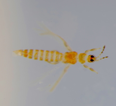 Thrips minutissimus