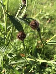 Centaurea × livonica