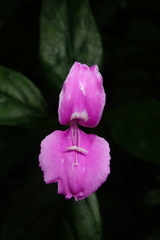Dicliptera tinctoria