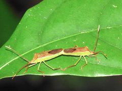 Homoeocerus rubromaculatus