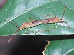 Homoeocerus rubromaculatus