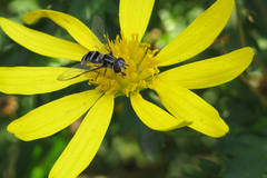 Pseudoscaeva meridionalis