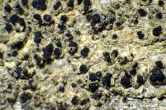 Strangospora moriformis