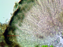 Strangospora moriformis