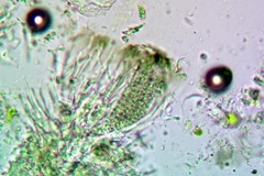 Strangospora moriformis