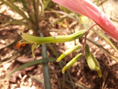 Billbergia distachia