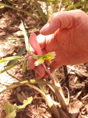 Billbergia distachia