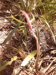 Billbergia distachia